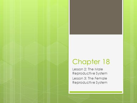 Chapter 18 Lesson 2: The Male Reproductive System