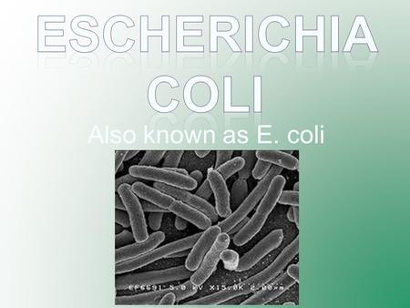 Escherichia Coli Also known as E. coli.
