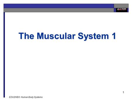 The Muscular System 1.