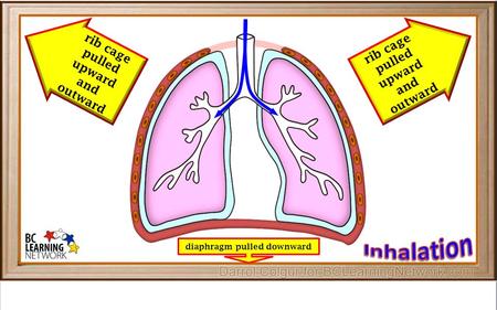 Inhalation rib cage pulled upward and outward