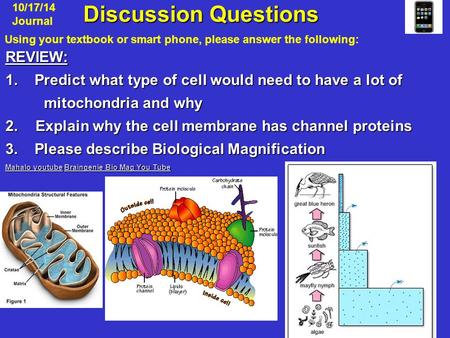 Discussion Questions Discussion QuestionsREVIEW: 1. Predict what type of cell would need to have a lot of mitochondria and why mitochondria and why 2.Explain.