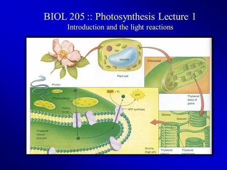 BIOL 205 :: Photosynthesis Lecture 1 Introduction and the light reactions.
