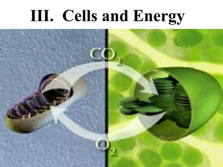 III. Cells and Energy. A. Energy Transfer in Cells 1.Carbohydrates such as glucose provide energy for the cell. However, they cannot be used directly,