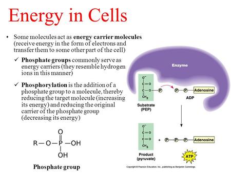 Energy in Cells Some molecules act as energy carrier molecules (receive energy in the form of electrons and transfer them to some other part of the cell)