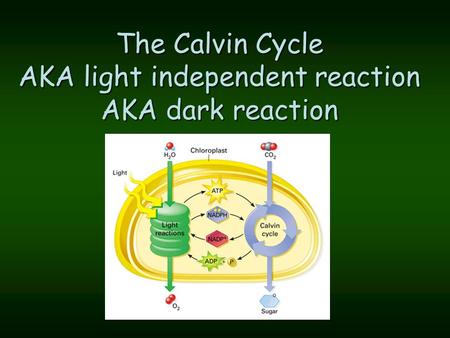 The Calvin Cycle AKA light independent reaction AKA dark reaction