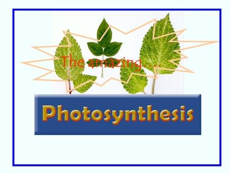 The amazing…. Plants & other chlorophyll bearing organisms cyanobacteria are the most amazing living things. They can capture solar energy and transform.