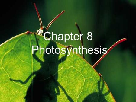 Chapter 8 Photosynthesis