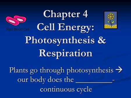 Chapter 4 Cell Energy: Photosynthesis & Respiration Plants go through photosynthesis  our body does the _________- continuous cycle.