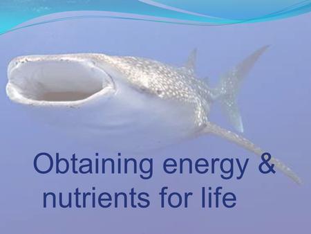 Obtaining energy & nutrients for life. Autotrophs Autotroph autofocus automobile self nourishment.