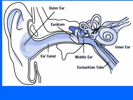 A sound wave passes down the ear canal It hits the eardrum and makes it vibrate The vibration is passed on through some small bones into a liquid Nerve.