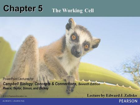 Chapter 5 The Working Cell.