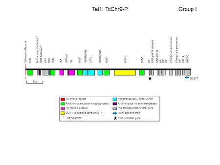 Tel1: TcChr9-PGroup I HP*HP RNA pol IIIHP 8kb 1 Telomeric RepeatRHS* RHSBRCA2N-Acetiyltransferase*RNA helicase*ASF-1ATPaseSIRETS*TSVIPER/SIREL1TcVIPER/SIRERHS*DGF-1Phosphate.