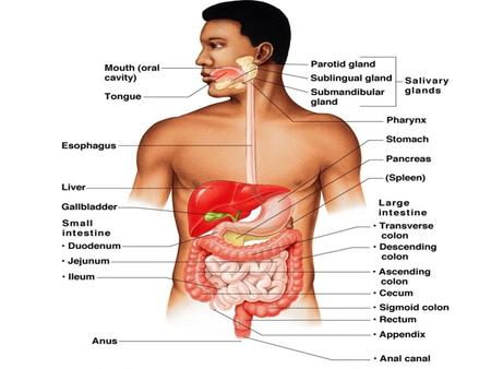 Unit 3: Animal Anatomy & Physiology The Digestive System.