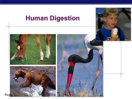 Regents Biology Human Digestion Regents Biology What do animals need to live?  Animals make energy using:  food  oxygen  Animals build bodies using: