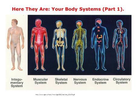 Here They Are: Your Body Systems (Part 1).