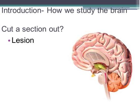 Introduction- How we study the brain Cut a section out? Lesion.