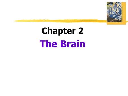 Chapter 2 The Brain.  Lesion  tissue destruction  a brain lesion is a naturally or experimentally caused destruction of brain tissue.