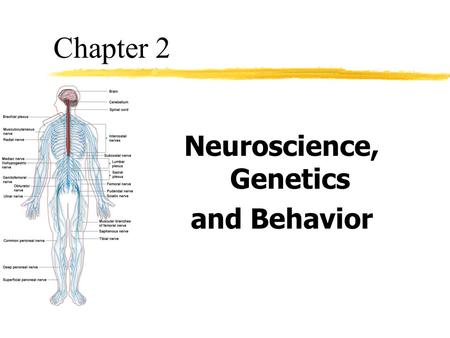 Neuroscience, Genetics and Behavior Chapter 2. Objective 1 zDescribe the structure of the neuron and explain how neural impulses are generated.