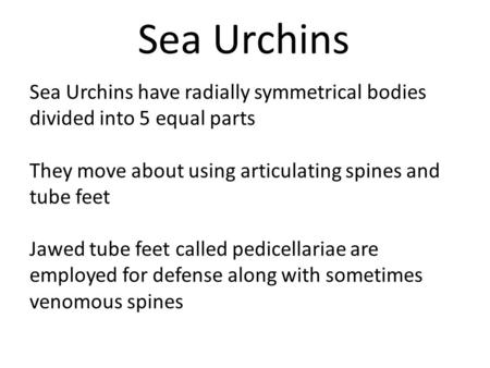 Sea Urchins Sea Urchins have radially symmetrical bodies divided into 5 equal parts They move about using articulating spines and tube feet Jawed tube.
