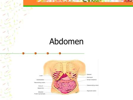 Abdomen. Structure and Function Borders of Abdominal Cavity Lg. Oval cavity from diaphragm to pelvis Posteriorly- vertebral column & paravertebral muscles.