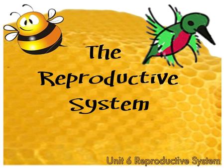 The REPRODUCTIVE System Unit 6 Reproductive System.