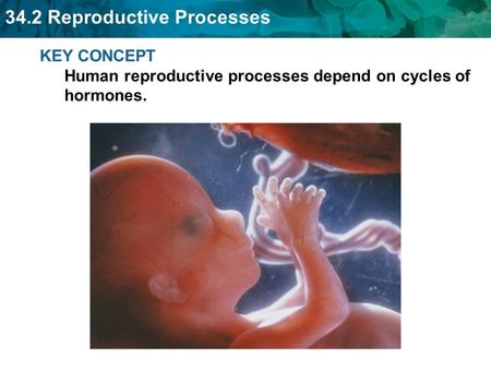 KEY CONCEPT  Human reproductive processes depend on cycles of hormones.