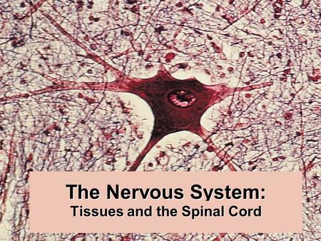 Tissues and the Spinal Cord