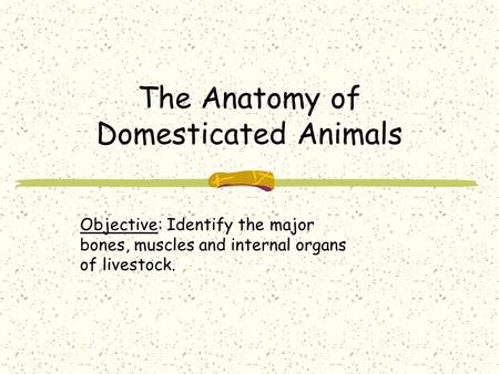 The Anatomy of Domesticated Animals Objective: Identify the major bones, muscles and internal organs of livestock.