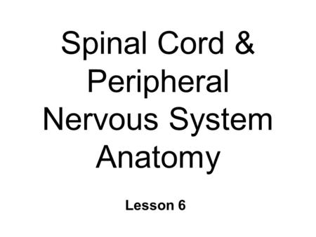 Spinal Cord & Peripheral Nervous System Anatomy Lesson 6.