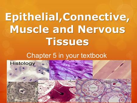 Epithelial,Connective, Muscle and Nervous Tissues Chapter 5 in your textbook.