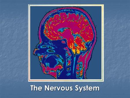 The Nervous System. I. Introduction The basic functional unit of the nervous system is the neuron Neuron  Specialized cell that transmits information.