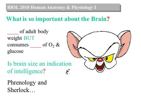 BIOL 2010 Human Anatomy & Physiology I What is so important about the Brain? ____ of adult body weight BUT consumes ____ of O 2 & glucose Is brain size.