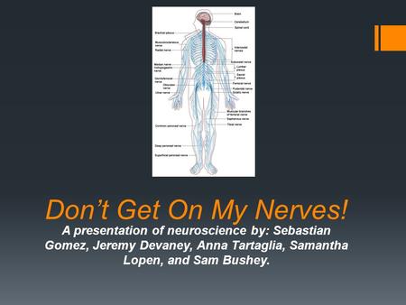 Don’t Get On My Nerves! A presentation of neuroscience by: Sebastian Gomez, Jeremy Devaney, Anna Tartaglia, Samantha Lopen, and Sam Bushey.