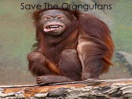 Save The Orangutans. Orangutans need our help. They are becoming extinct because of palm oil plantation, and lost of habitat.