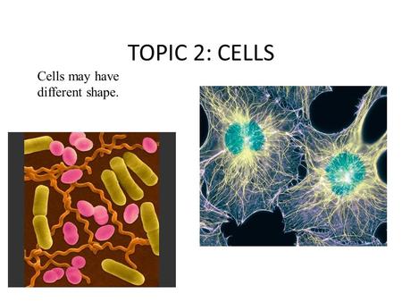 TOPIC 2: CELLS Cells may have different shape.. List the properties of living things Is a river living organism? Why? Is a TV living organism? Why? Is.