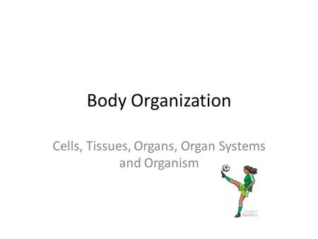 Cells, Tissues, Organs, Organ Systems and Organism