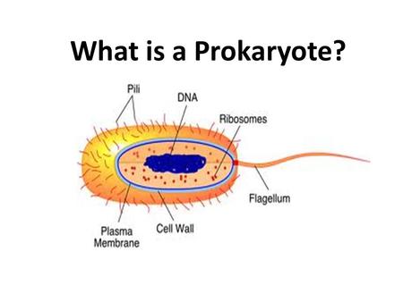 What is a Prokaryote?. A LIVING cell that:  NO Nucleus or membrane bound organelles. “Pro” = “No Nucleus”  DOES have Cell Membrane, DNA (circular type),