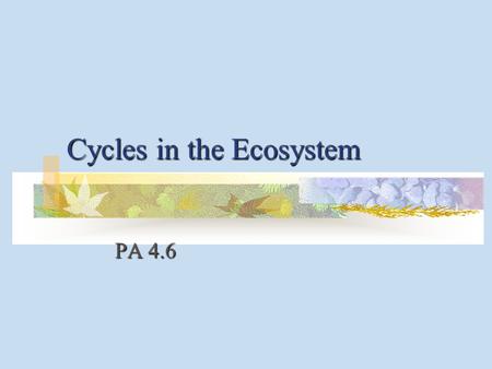 Cycles in the Ecosystem