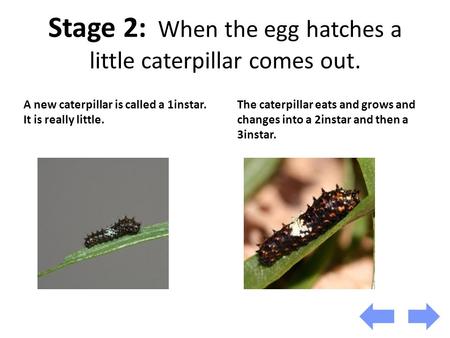 Stage 2: When the egg hatches a little caterpillar comes out. A new caterpillar is called a 1instar. It is really little. The caterpillar eats and grows.