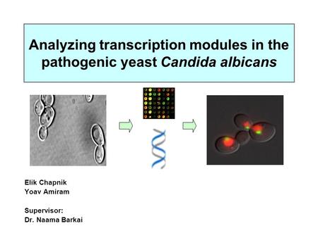 Analyzing transcription modules in the pathogenic yeast Candida albicans Elik Chapnik Yoav Amiram Supervisor: Dr. Naama Barkai.