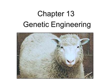 Chapter 13 Genetic Engineering. (Ch. 13) Selective breeding allowing animals with desired characteristics to produce the next generation Pass on the.