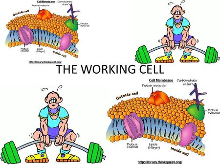 THE WORKING CELL.