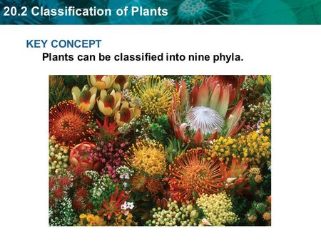 20.2 Classification of Plants KEY CONCEPT Plants can be classified into nine phyla.