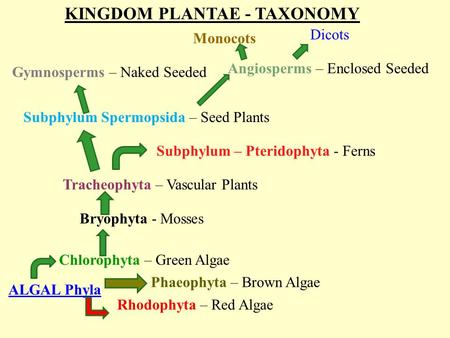 KINGDOM PLANTAE - TAXONOMY ALGAL Phyla Rhodophyta – Red Algae Phaeophyta – Brown Algae Chlorophyta – Green Algae Bryophyta - Mosses Tracheophyta – Vascular.