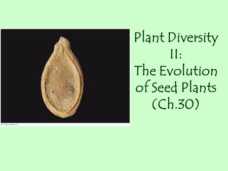 Plant Diversity II: The Evolution of Seed Plants (Ch.30)