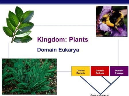 AP Biology Domain Bacteria Domain Archaea Domain Eukarya Common ancestor Kingdom: Plants Domain Eukarya.