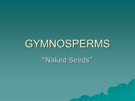 GYMNOSPERMS “Naked Seeds”. General Characteristics  Vascular  Alternation of generations –Dominant sporophyte –Reduced, dependent gametophyte  Produce.