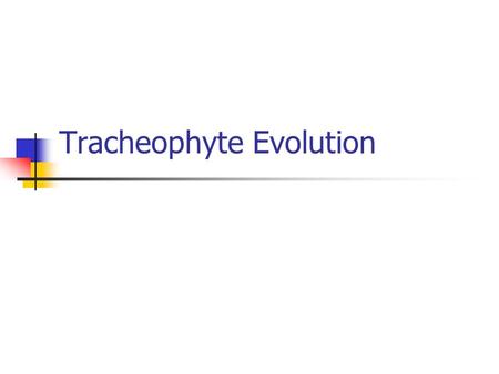 Tracheophyte Evolution. Origin Big split between Lycophyte lineage and Euphyllophytes Euphyllophytes have megaphylls, pseudomonopodial growth.