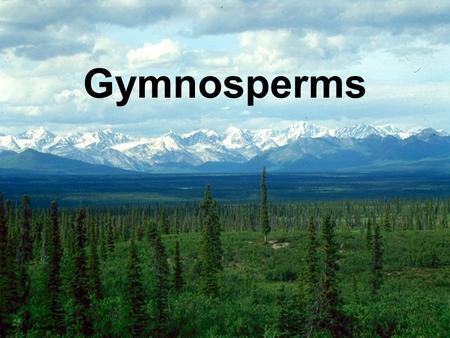 Gymnosperms.