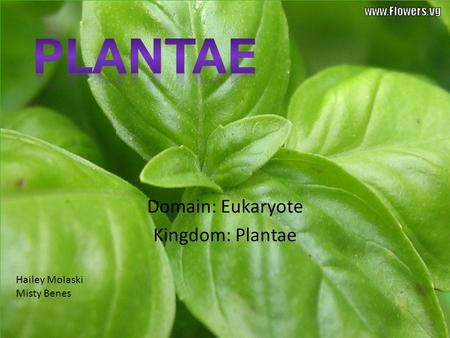 Domain: Eukaryote Kingdom: Plantae Hailey Molaski Misty Benes.